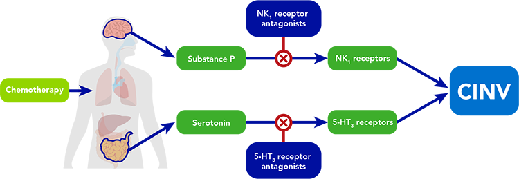 CINV pathway